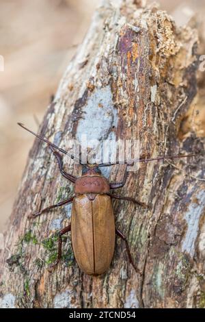Agrianome spinicollis, the Australian Prionine Beetle Stock Photo
