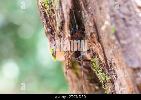 Agrianome spinicollis, the Australian Prionine BeetleAgrianome spinicollis, the Australian Prionine Beetle, skillfully concealed Stock Photo