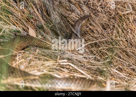 Pseudonaja textilis: The Stealthy Eastern Brown Snake in Dry Grass Stock Photo