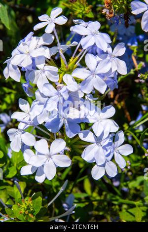 A Cluster of Blue  Royal Cape Plumbago, Plumbago auriculata Stock Photo