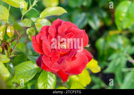 Hot Cocoa Floribunda rose in a garden. California, United States Stock Photo