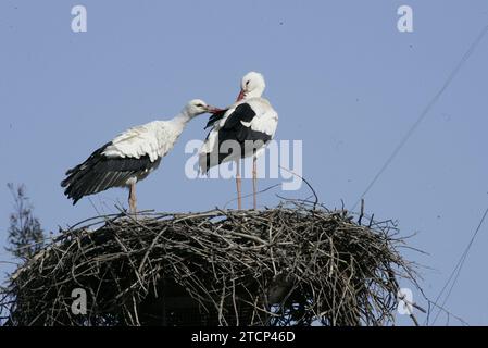 El Rocío (Huelva) 01-18-2006. Report for Abc Sundays on the control of avian flu that is carried out on migratory birds in the Doñana national park and its surroundings. Photo Jaime García. Pictured, Storks. Credit: Album / Archivo ABC / Jaime García Stock Photo