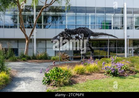 A Tyrannosaurus Rex skeleton named Stan in Googleplex in Silicon Valley, Mountain View, California, USA Stock Photo