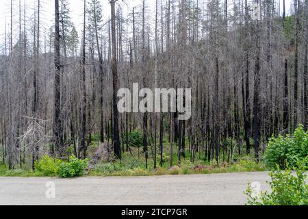 Burned dead trees after forest fire in Northern California. Stock Photo