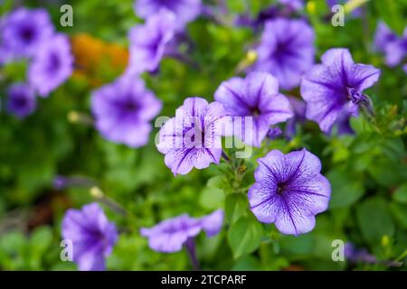 Ruellia humilis Petunia, purple flowers against a blurred background of greenery. Focus on the front flower. Stock Photo