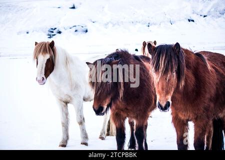 Icelandic horses at a farm in southern Iceland Stock Photo