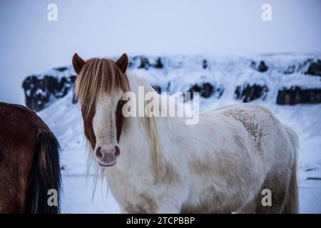 Icelandic horse at a farm in southern Iceland Stock Photo