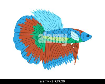 colorful siamase fighting fish wild nature small animal beautiful elegant aquarium pet Stock Vector
