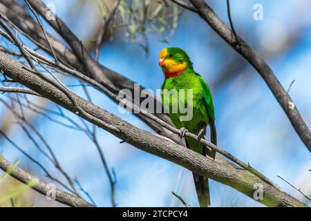 Male Barraband Parrot (Polytelis swainsonii): A Splash of Color Stock Photo