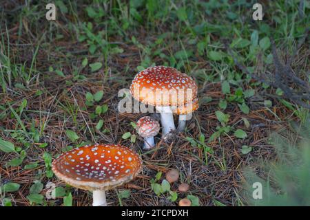 Bright red mushroom - Amanita muscaria, are very poisonous to humans and animals. These are from the Pacific Northwest in early fall. Stock Photo