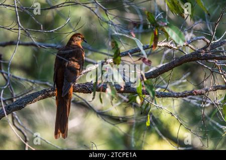 Brown Cuckoo-Dove (Macropygia phasianella): Subtle Elegance Stock Photo