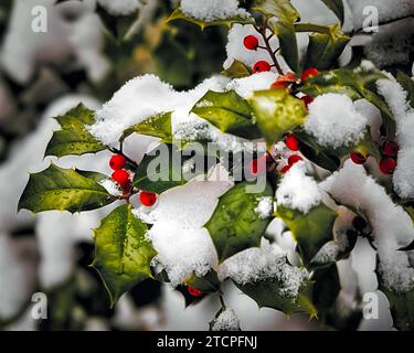 Winter Holly Branch Covered with Fresh Snow Stock Photo