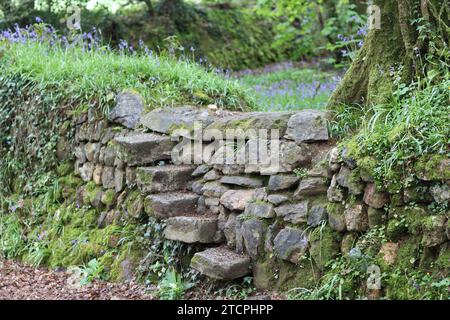 Traditional stone steps climbing up and over a dry stone wall into a bluebell woodland Stock Photo