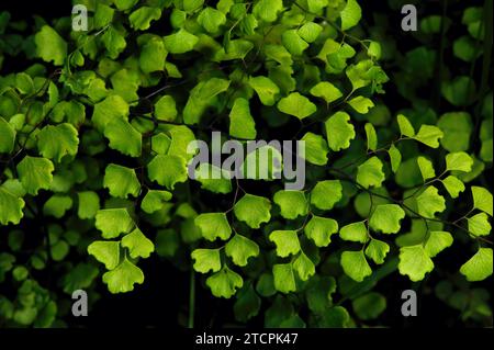 A Maidenhair Fern (Adiantum Aethiopicum) is a popular pot plant in Australian homes, but it's very common in wetter forests of Southern Australia. Stock Photo