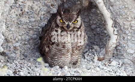 Magellanic owl looking at you Stock Photo