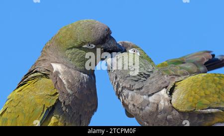 Burrowing parakeet adult feeding the juvenile Stock Photo
