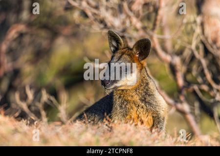 Swamp wallaby (Wallabia bicolor), female Stock Photo