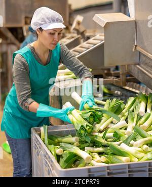 Female worker of vegetable sorting factory arranging lettuce in boxes ...