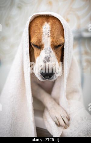 Nervous beagle dog in bathtub taking shower. Dog not liking water baths concept. Dog theme Stock Photo