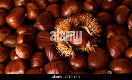 Ripe chestnuts close up. Raw Chestnuts for Christmas. Fresh sweet chestnut. Food background Stock Photo