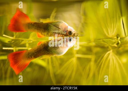 Female Guppy (Poecilia reticulata) colorful rainbow tropical aquarium fish. Hobby concept Stock Photo