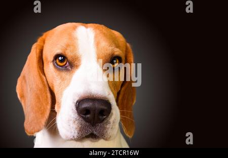 Guilty looking beagle dog isolated on black background. Studio shoot. Copy space on right Stock Photo