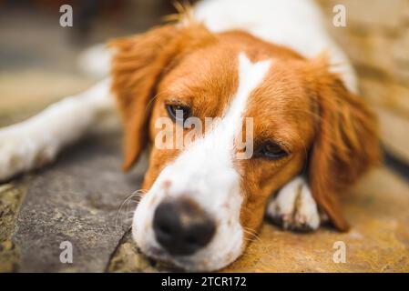 Epagneul Breton, Brittany Spanie resting in shade on cool bricked sidewalk next to a house. Copy space Stock Photo