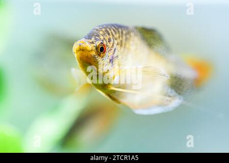 Opaline Gourami (Trichopodus trichopterus) tropical aquarium fish in fish tank Stock Photo