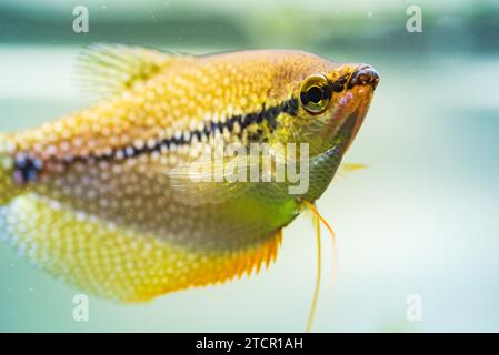 Pearl gourami (Trichopodus leerii) freshwater aquarium fish in fish tank. Aquaria concept. Selective focus Stock Photo