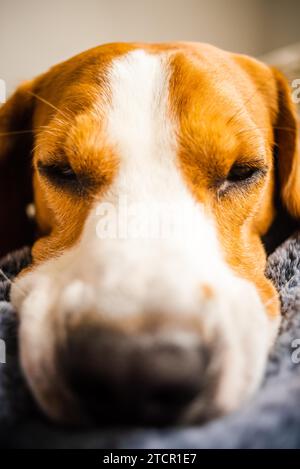 Beagle dog Laying on blanket on a couch. Looking sad or sick. Tired dog Stock Photo