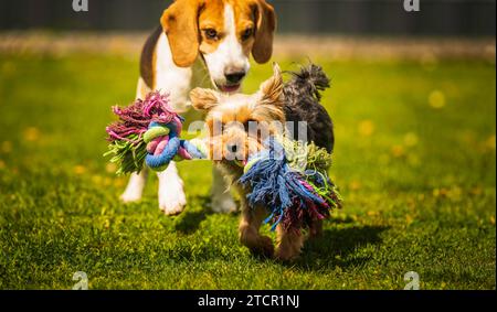 Cute Yorkshire Terrier dog and beagle dog chese each other in backyard. Running and jumping with toy towards camera Stock Photo