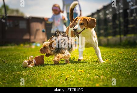 Cute Yorkshire Terrier dog and beagle dog chese each other in backyard. Running and jumping with toy towards camera Stock Photo