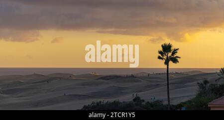 Palm trees and sand dunes, Las Dunas de Maspalomas, Gran Canaria, Canary Islands Stock Photo