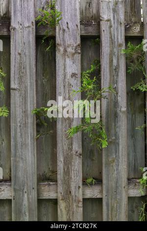 White Cedar (Thuja occidentalis) hedge branches growing through wood plank fence on residential backyard property line in summer, Quebec, Canada Stock Photo