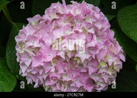Pink and lime Bigleaf Hydrangea (Hydrangea macrophylla) flowerhead in summer, Quebec, Canada Stock Photo