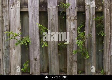 White Cedar (Thuja occidentalis) hedge branches growing through wood plank fence on residential backyard property line in summer, Quebec, Canada Stock Photo