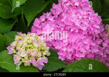 Lime and pink Bigleaf Hydrangea (Hydrangea macrophylla) flowerheads in summer, Quebec, Canada Stock Photo