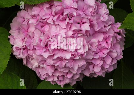 Pink Bigleaf Hydrangea (Hydrangea macrophylla) flowerhead in summer, Quebec, Canada Stock Photo