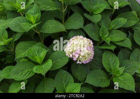Pink and lime Bigleaf Hydrangea (Hydrangea macrophylla) flowerhead in summer, Quebec, Canada Stock Photo