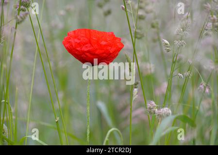 Poppy flowers (Papaver rhoeas), flower between tussock grass (Dactylis glomerata), North Rhine-Westphalia, Germany Stock Photo