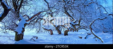 Snow-covered beech trees Stock Photo