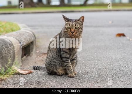 Street cat sitting in a park on the road Stock Photo