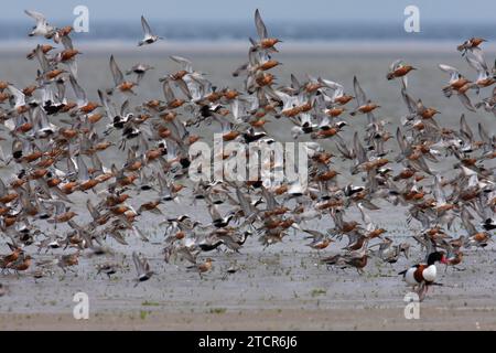 Red knot (Calidris canutus), mixed resting troop in the mudflats with lapwing plover (Pluvialis squatarola) and dunlin (Calidris alpina) in flight Stock Photo