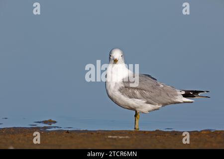 Common gull (Larus canus), resting in the water, Lower Saxony Wadden Sea National Park, East Frisian Islands, Lower Saxony, Germany Stock Photo