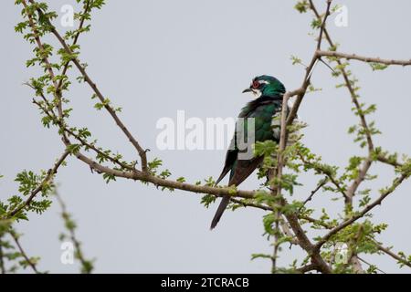 Diederik Cuckoo- Tarangiri Tanzania Stock Photo