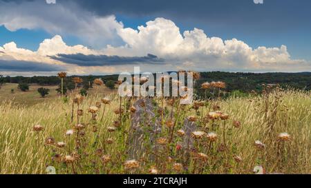 Low angled view of dry thistles on a hilltop under an advancing storm front at Guildford in Central Victoria, Australia Stock Photo