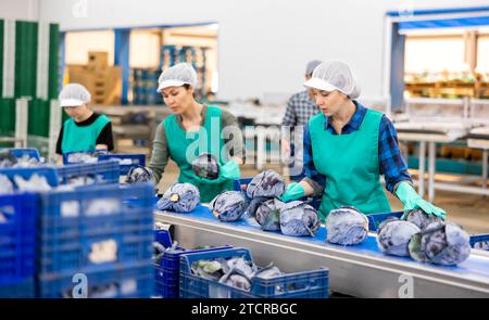 Female employees of vegetable factory sorting red cabbages on conveyor ...