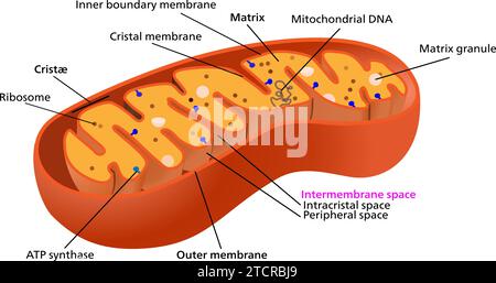 Mitochondria are essentially universal in the eukaryotes.Vector illustration. Stock Vector