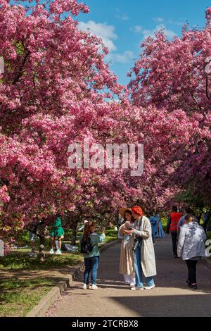 People walk under blossoming Niedzwetzky’s apple trees (Malus niedzwetzkyana) in spring. Moscow, Russia. Stock Photo