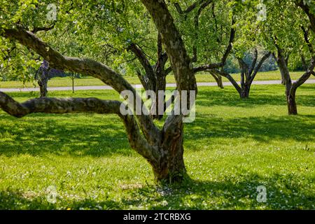 Old apple trees blossoming in Kolomenskoye Museum-Reserve in spring. Moscow, Russia. Stock Photo